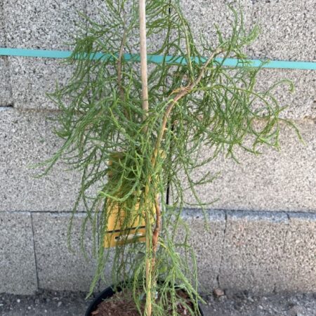 Taxodium distichum var. imbricarium - Swamp Cypress 'Nutans' 40/60cm (3L)