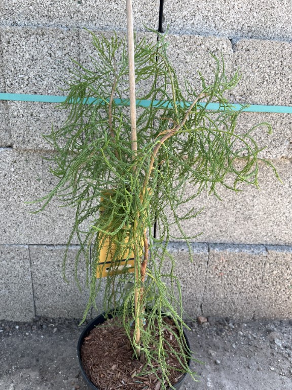 Taxodium distichum var. imbricarium - Swamp Cypress 'Nutans' 40/60cm (3L)
