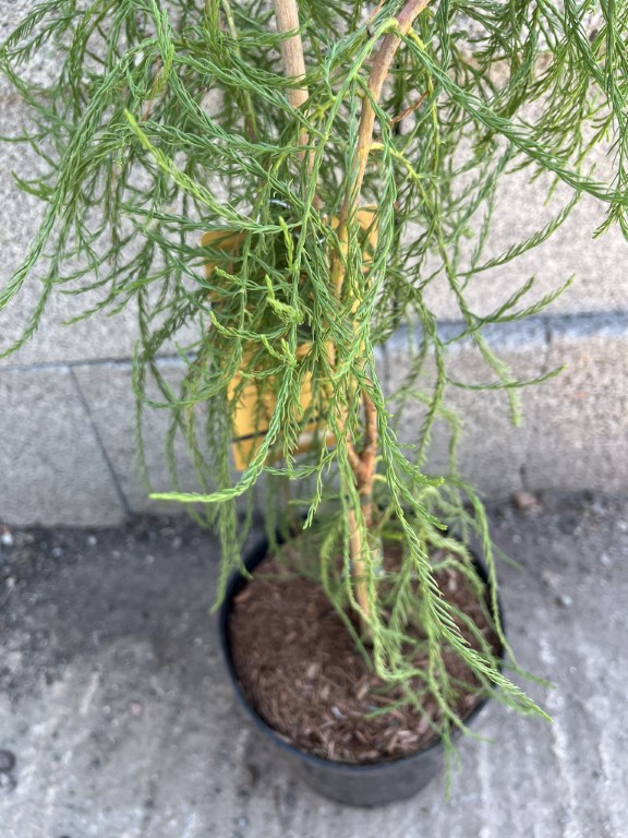 Taxodium distichum var. imbricarium - Swamp Cypress 'Nutans' 40/60cm (3L)