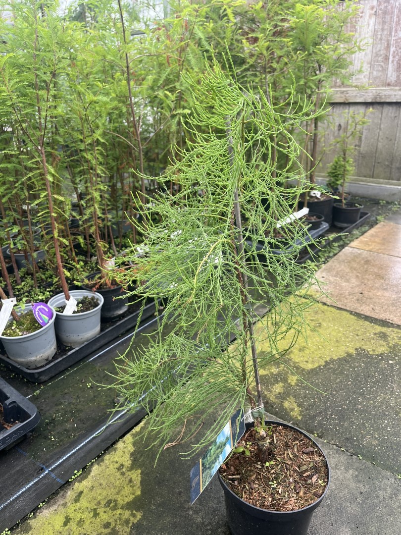 Taxodium distichum var. imbricarium - Swamp Cypress 'Nutans' 40/60cm (3L)