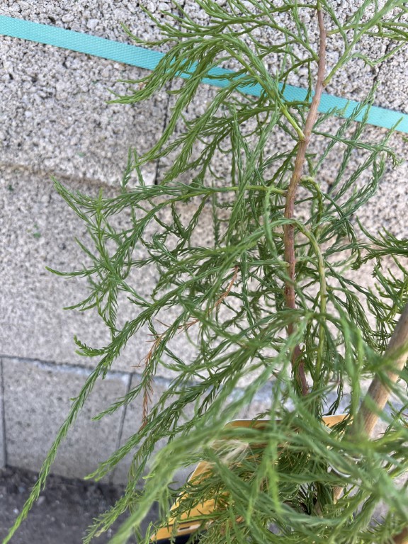 Taxodium distichum var. imbricarium - Swamp Cypress 'Nutans' 40/60cm (3L)