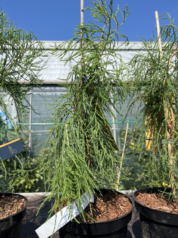Taxodium distichum var. imbricarium - Swamp Cypress 'Nutans' 40/60cm (3L)