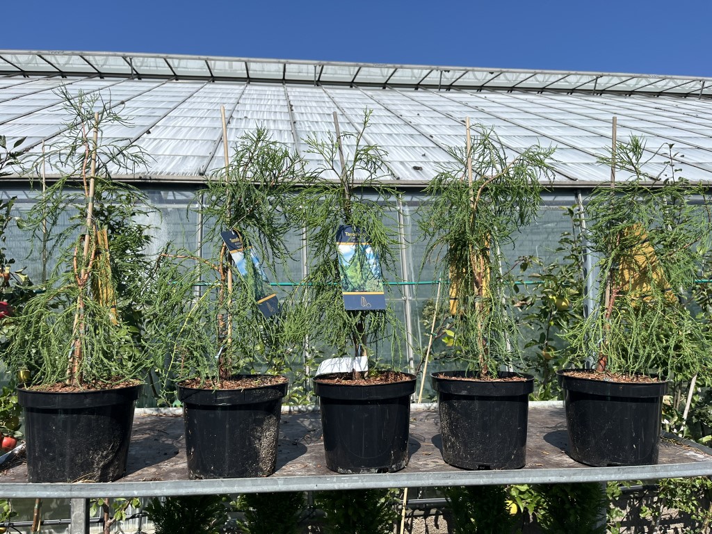 Taxodium distichum var. imbricarium - Swamp Cypress 'Nutans' 40/60cm (3L)