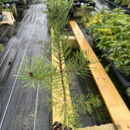 Pinus sylvestris - Scots Pine 40/60cm