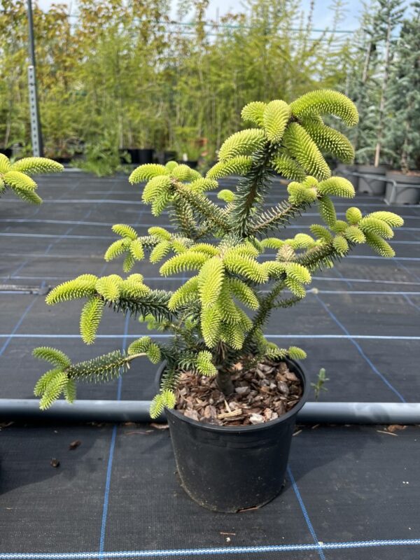 Abies pinsapo - Spanish Fir 'Aurea'