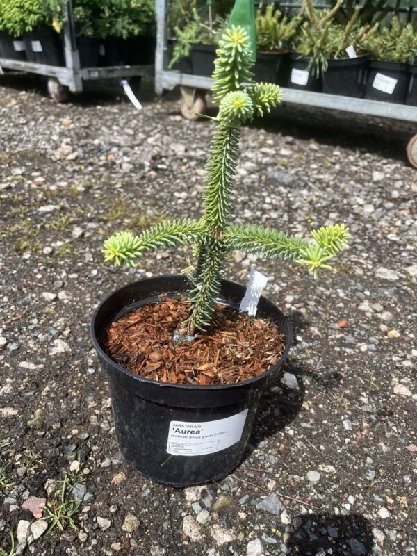 Abies pinsapo - Spanish Fir 'Aurea' 10/20cm (2L)
