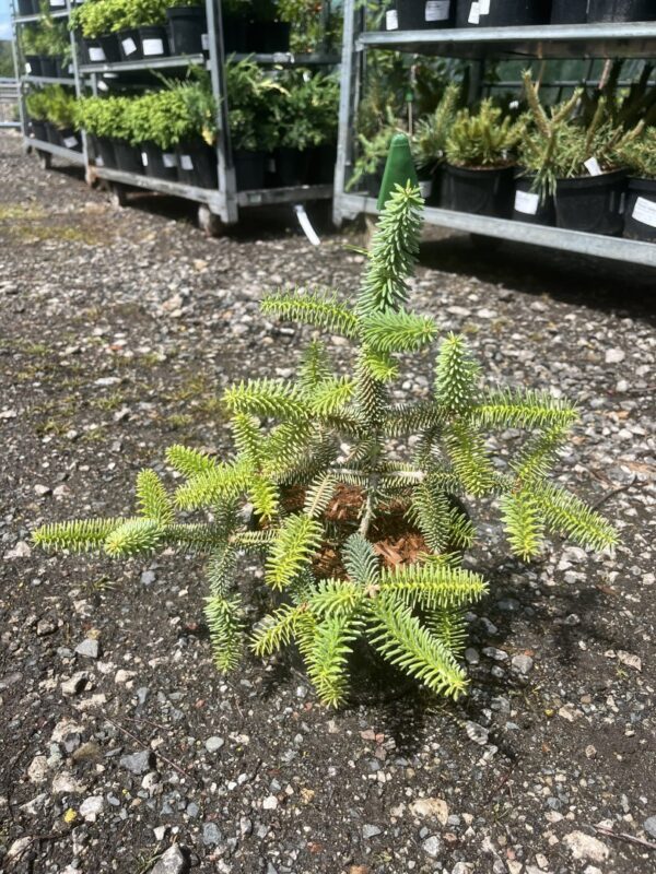 Abies pinsapo - Spanish Fir 'Aurea' 10/20cm (2L)