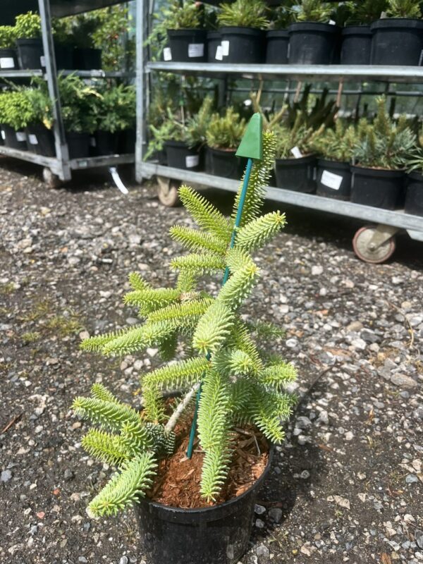 Abies pinsapo - Spanish Fir 'Aurea' 10/20cm (2L)