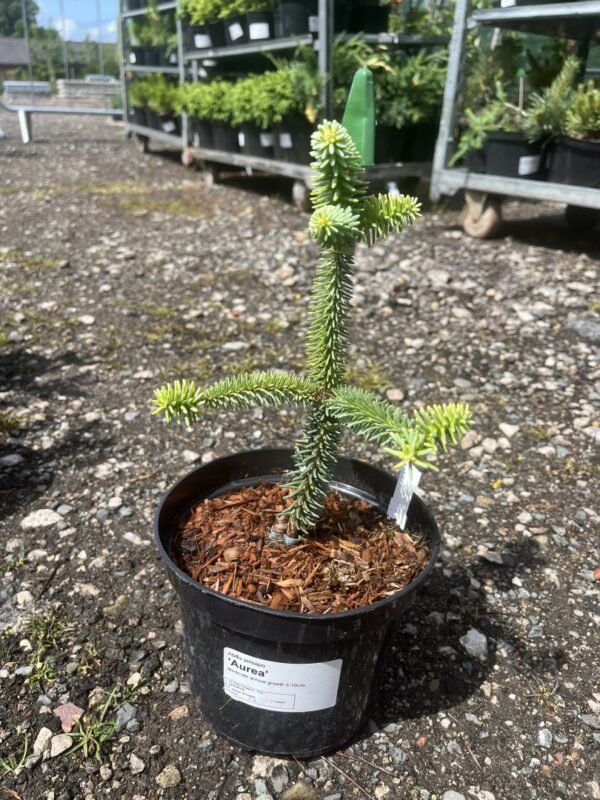 Abies pinsapo - Spanish Fir 'Aurea' 10/20cm (2L)