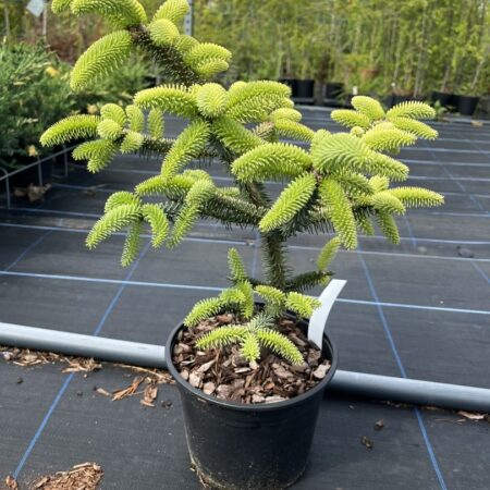 Abies pinsapo - Spanish Fir 'Aurea'