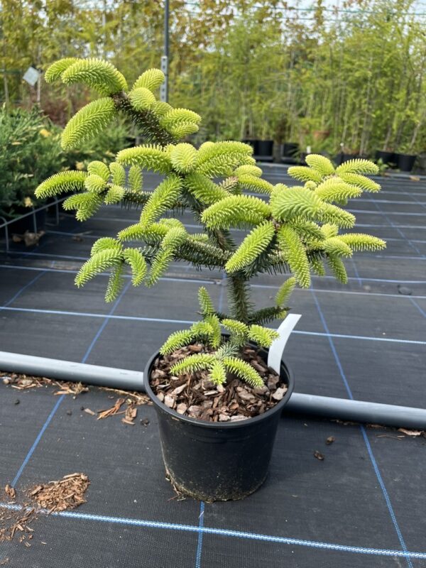 Abies pinsapo - Spanish Fir 'Aurea'