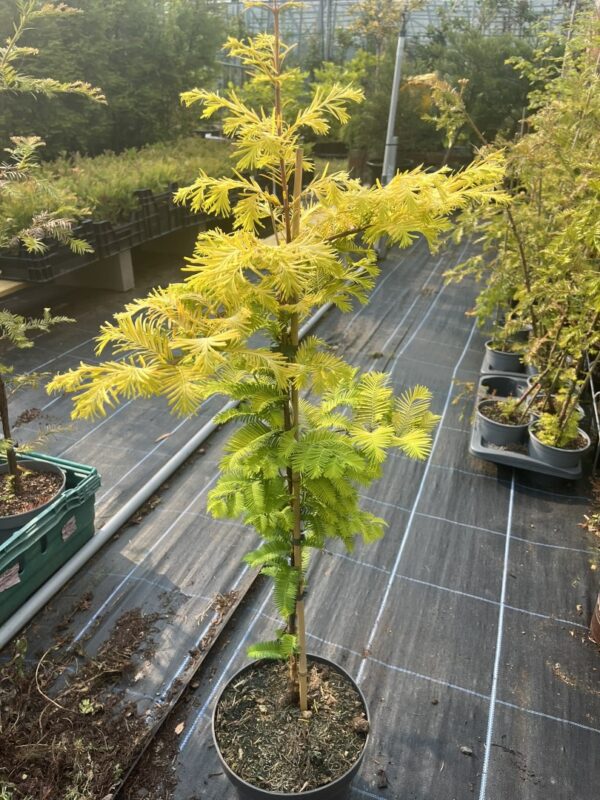 Dawn Redwood ‘Golden Oji’ 60/80cm (4L)