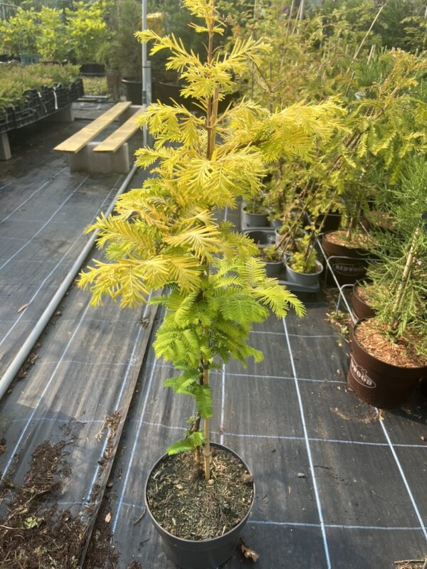 Dawn Redwood ‘Golden Oji’ 60/80cm (4L)