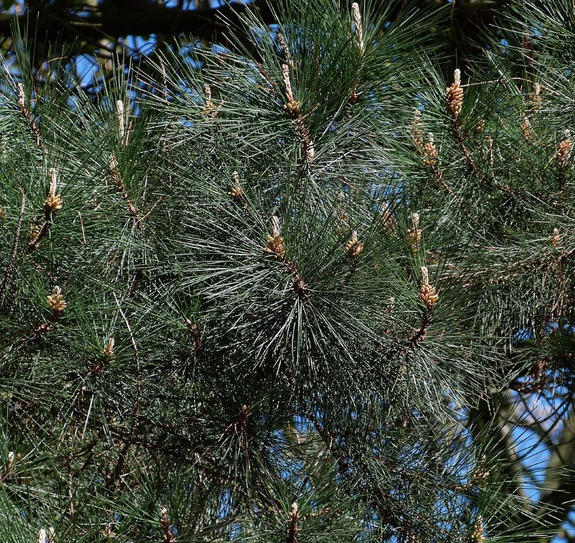 Monterey / Radiata Pine 