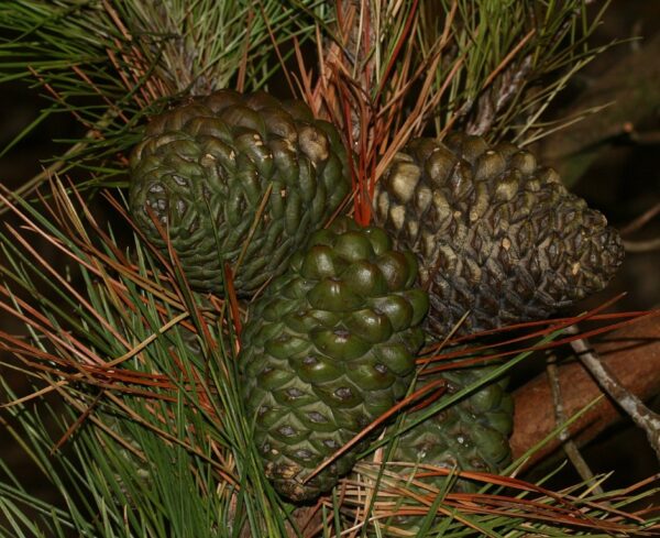Monterey / Radiata Pine 40/60cm (2L) - Image 8