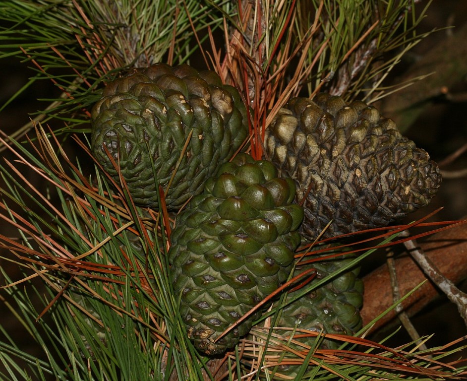 Monterey / Radiata Pine 