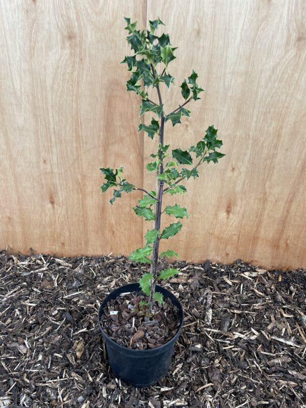 English Holly 60/80cm (2L)