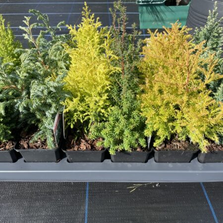 4x Dwarf Conifers Selection (P9)