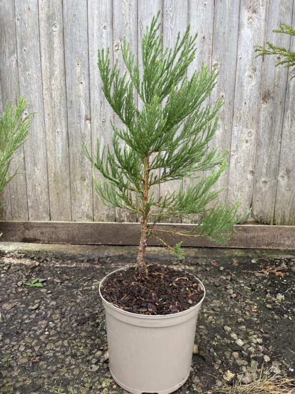 Giant Redwood 40/60cm (7L) - Image 3