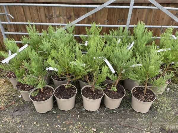 Giant Redwood 40/60cm (7L) - Image 4