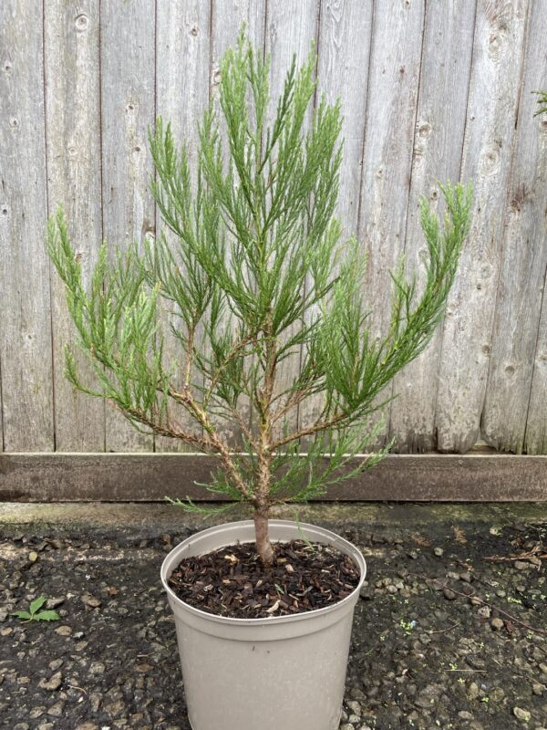 Giant Redwood 60/80cm (10L) - Image 4