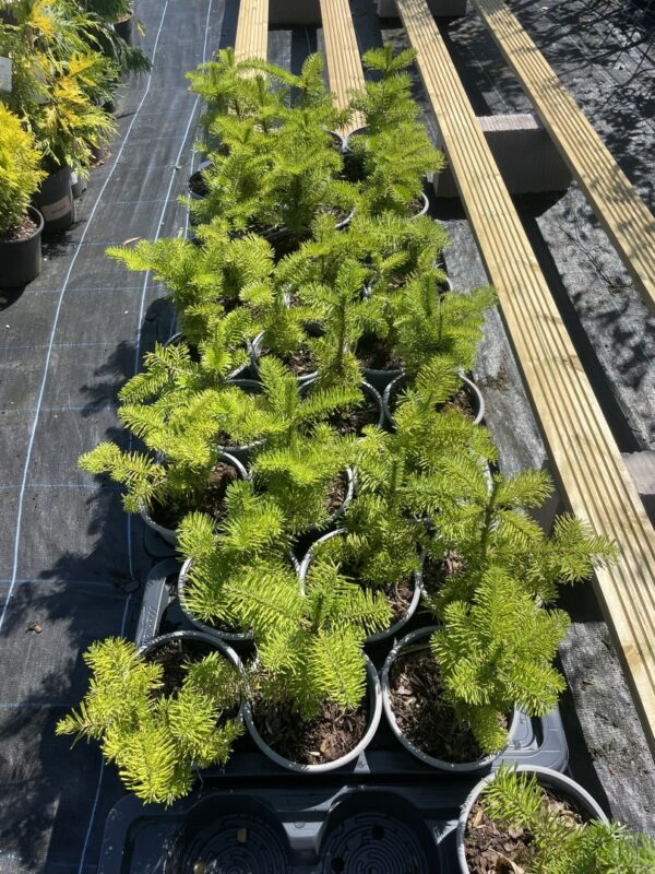 Balsam Fir Tree 20/40cm (2L) - Image 3