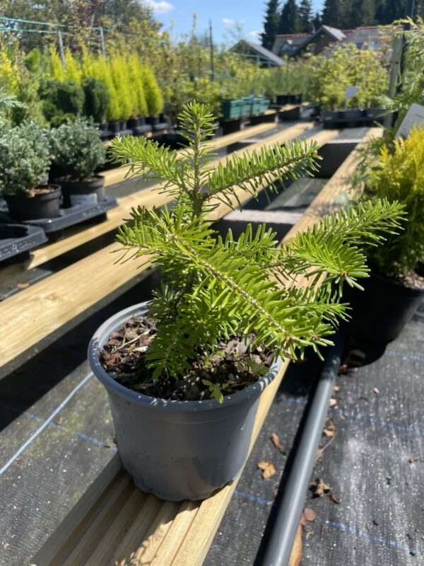 Balsam Fir Tree 20/40cm (2L) - Image 2