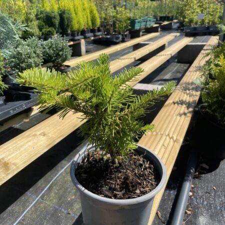 Abies balsamea Balsam Fir Tree