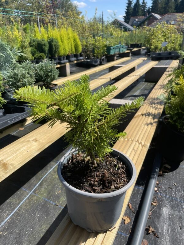 Balsam Fir Tree 20/40cm (2L)