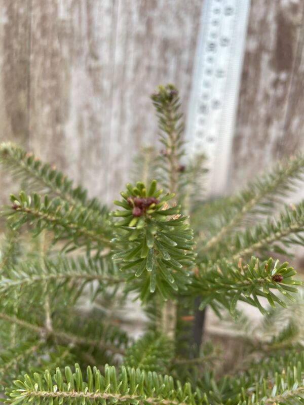 Korean Fir Tree 20/40cm (2L) - Image 4