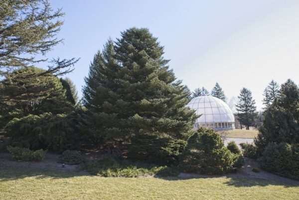 Abies koreana - Korean Fir