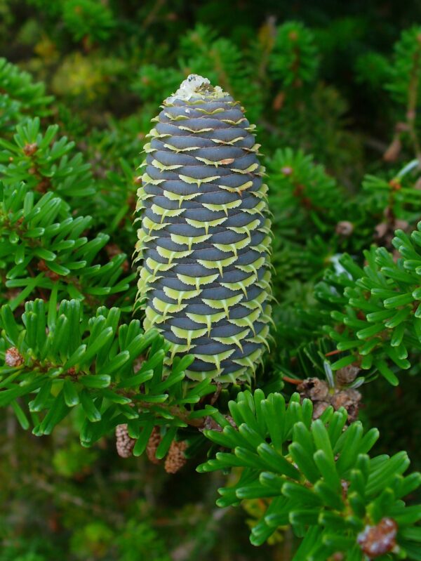 Abies koreana - Korean Fir