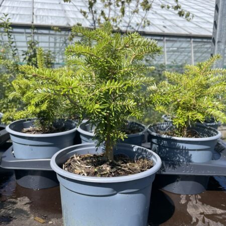 Abies koreana Korean Fir Tree
