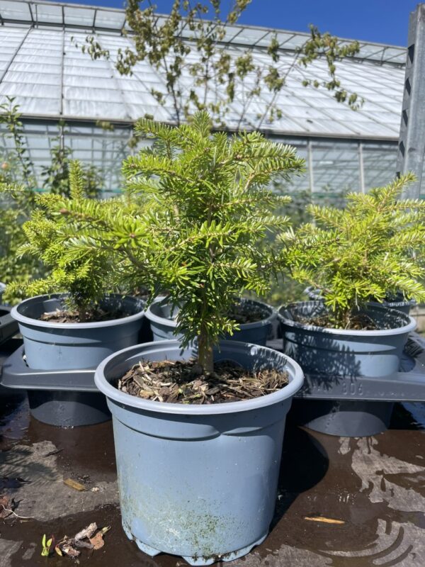 Korean Fir Tree 20/40cm (2L)