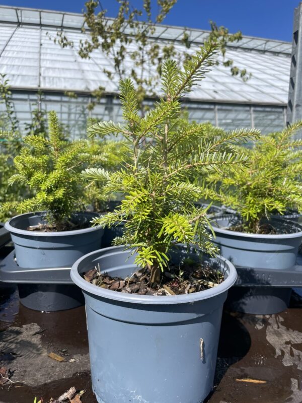 Korean Fir Tree 20/40cm (2L) - Image 2