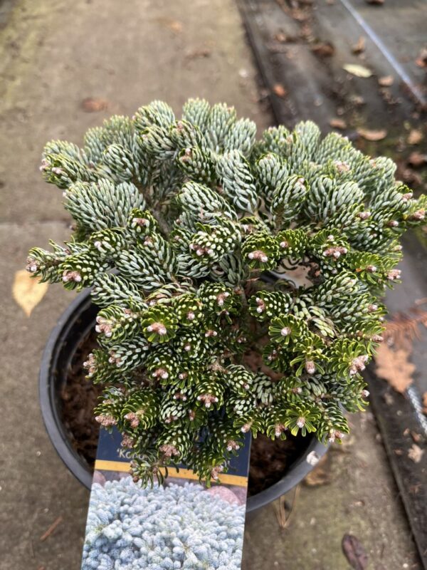 Korean Pine 'Kohouts Icebreaker' 15/30cm (3L) - Image 3