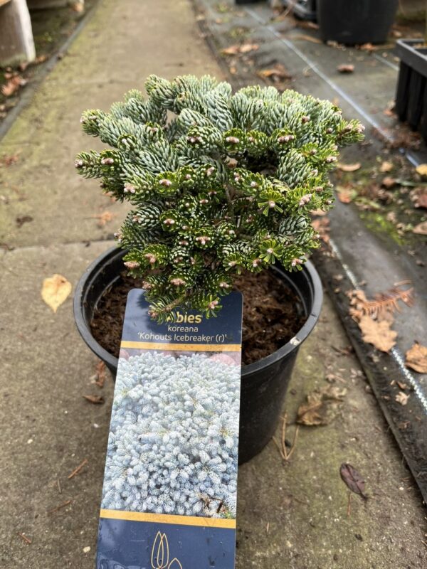 Korean Pine 'Kohouts Icebreaker' 15/30cm (3L) - Image 2