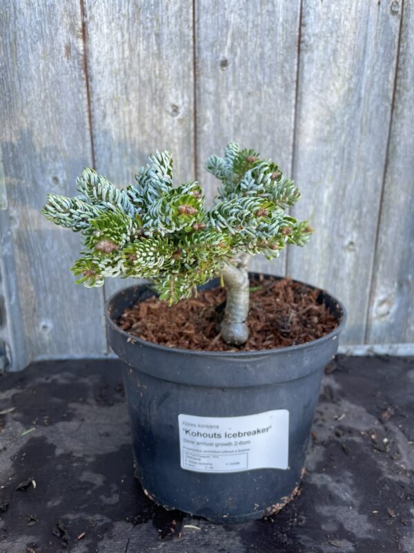 Korean Pine 'Kohouts Icebreaker' 10/20cm (2L) - Image 4