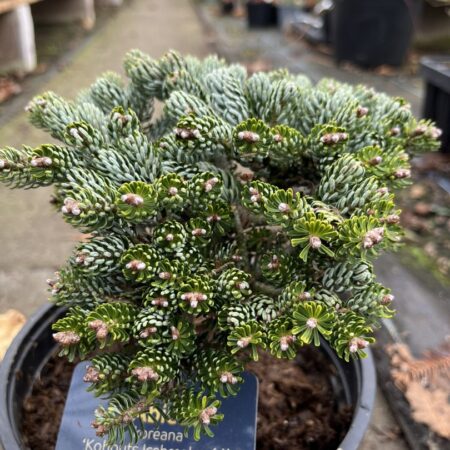 Abies koreana Korean Pine ‘Kohouts Icebreaker'