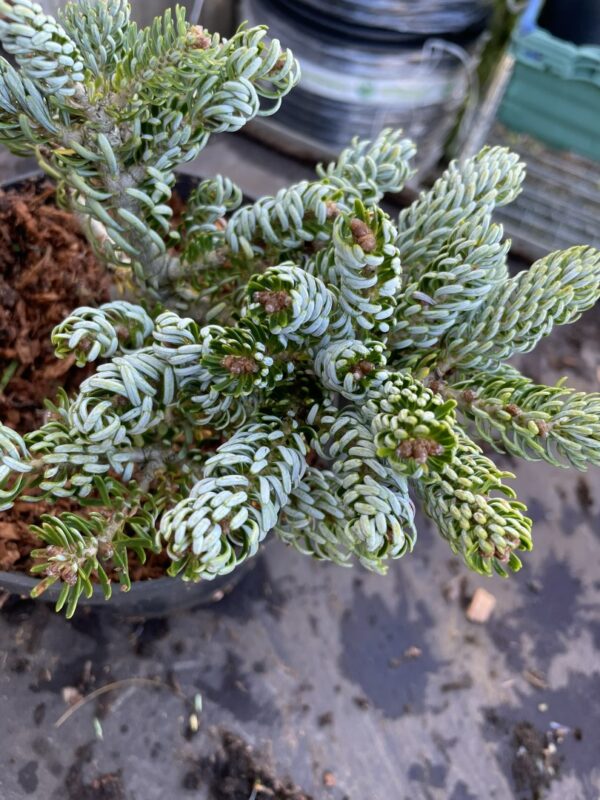 Korean Pine 'Kohouts Icebreaker' 10/20cm (2L) - Image 2