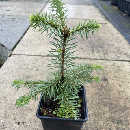 Noble Fir (Blue) 20/40cm