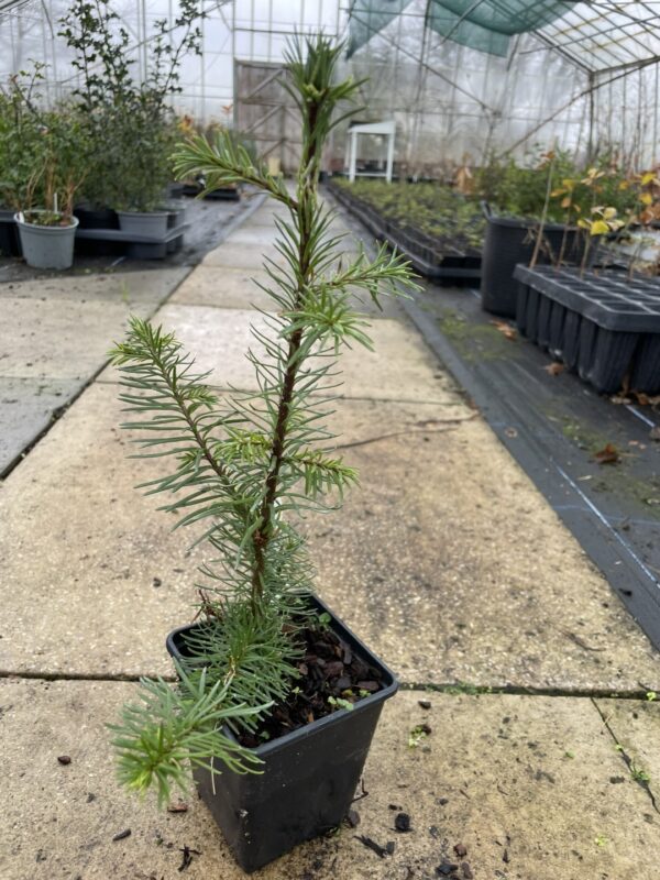 Noble Fir (Blue) 20/40cm (P9) - Image 2