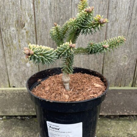 Abies pinsapo Spanish Fir ‘Aurea’