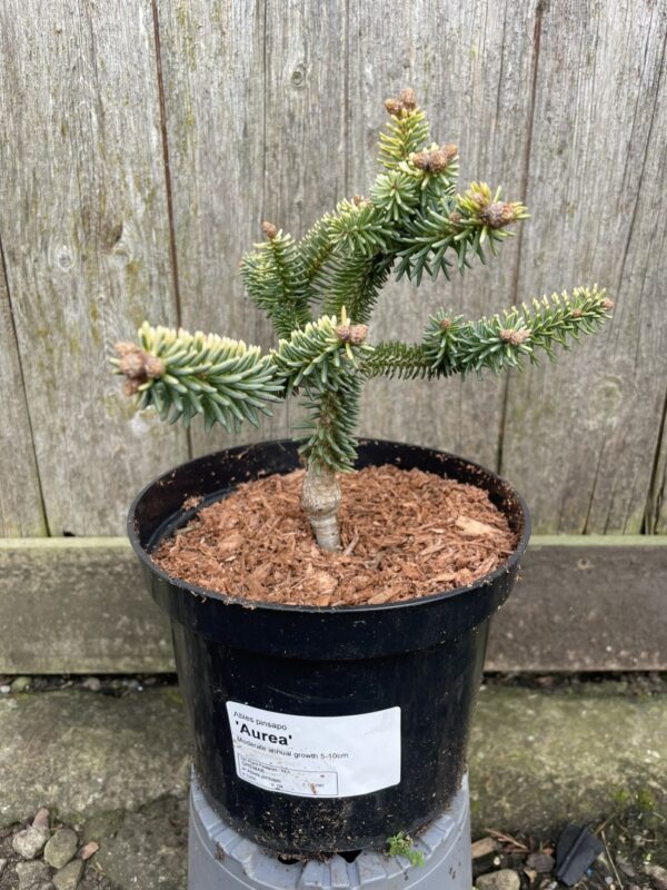 Spanish Fir 'Aurea' 10/20cm (2L)