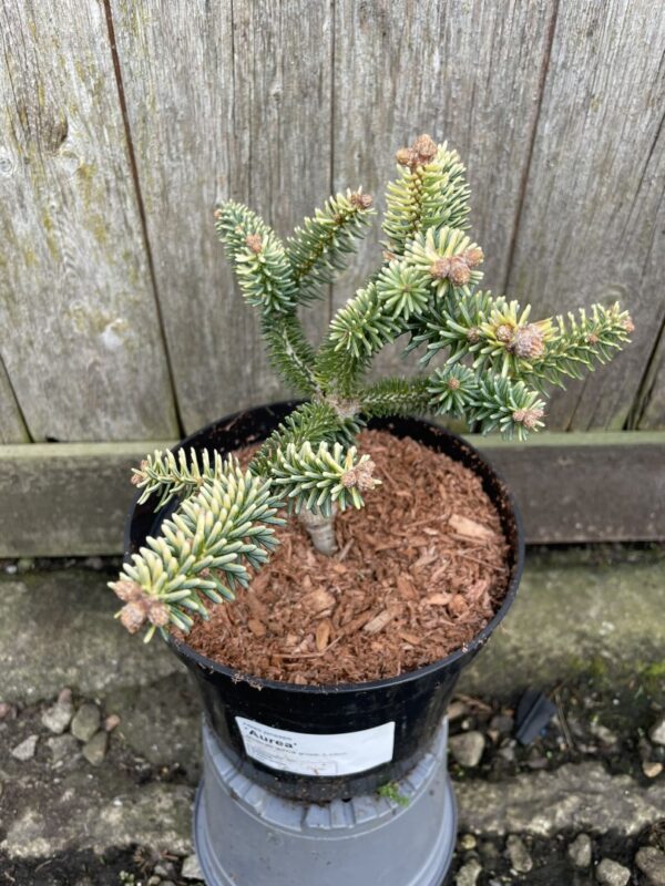 Spanish Fir 'Aurea' 10/20cm (2L) - Image 3