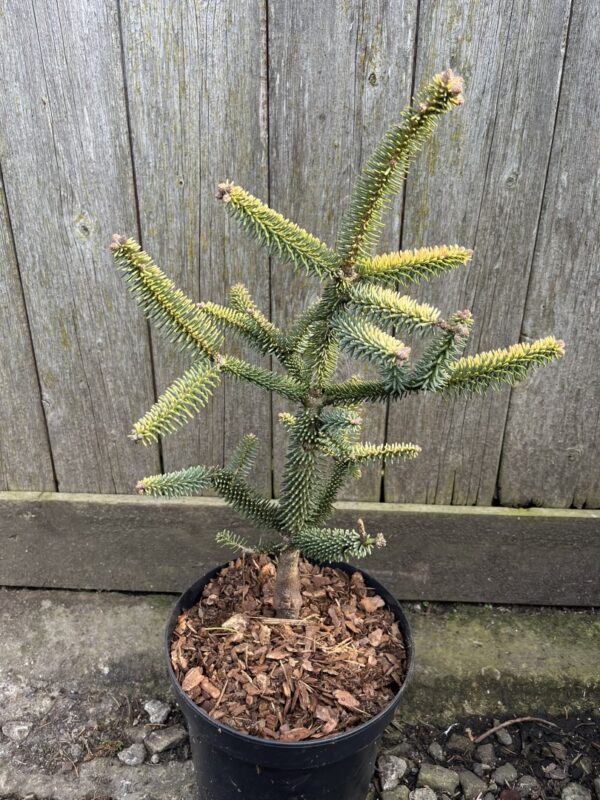 Abies pinsapo - Spanish Fir 'Aurea' 20/40cm (3L)