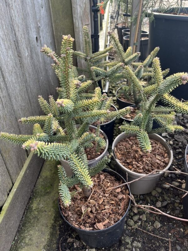 Abies pinsapo - Spanish Fir 'Aurea' 20/40cm (3L)