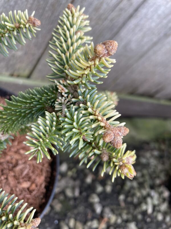 Spanish Fir 'Aurea' 10/20cm (2L) - Image 2