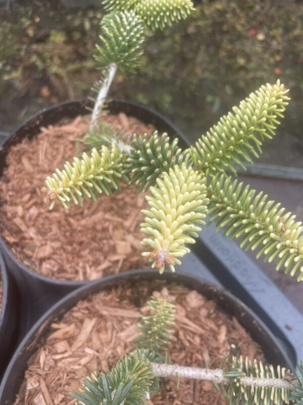 Spanish Fir 'Aurea' 10/20cm (2L) - Image 4
