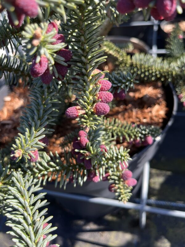 Abies pinsapo - Spanish Fir 'Glauca'